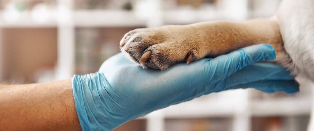 Maximizing Canine Health: The Importance of Laboratory Work Through Your Dog's Life