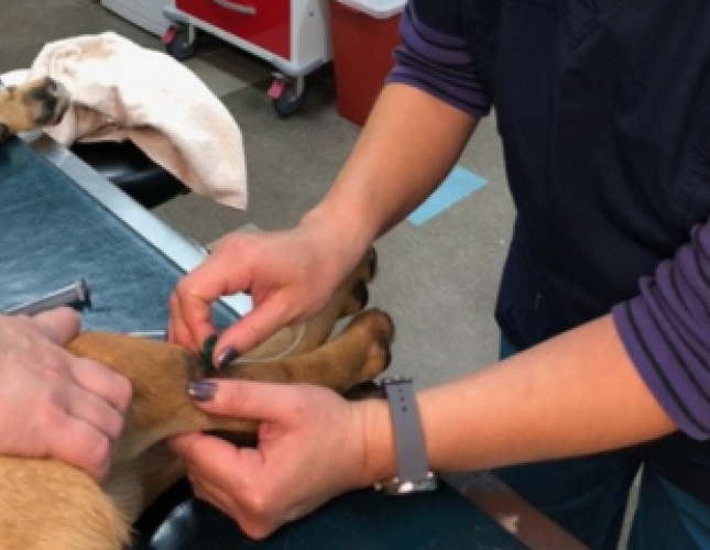 Training The Next Generation Of Veterinary Technicians at NPVEC