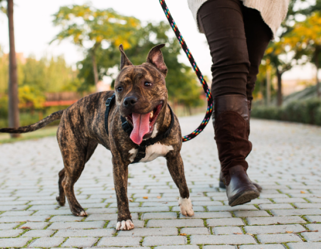 Is Your Dog Acting Up? Conquer Boredom With These 5 Tips