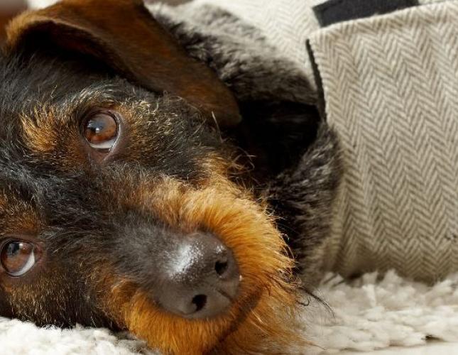 What Every Pet Owner Should Know About Canine and Feline Seizures